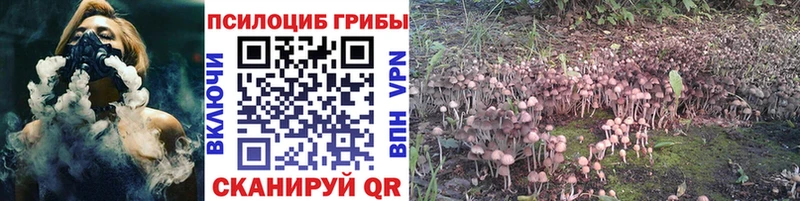 Псилоцибиновые грибы Cubensis  Купить где  Городец 